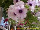 King´s Arms Flowers in Hanging Basket, 2nd August 1998